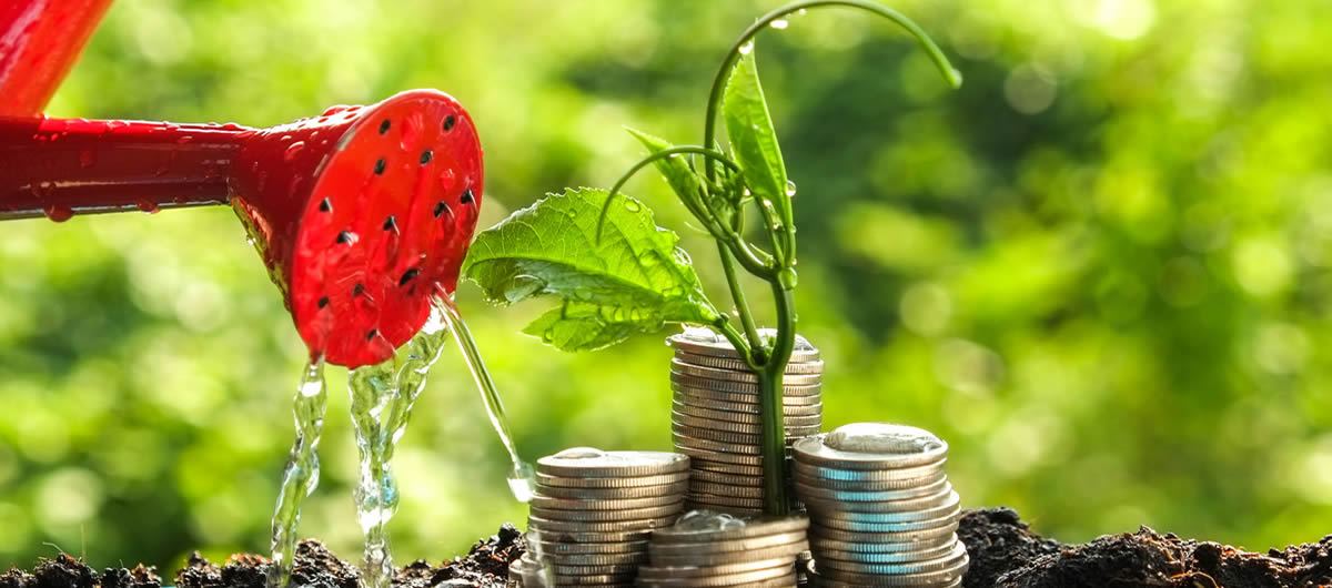Coins growing like a plant, a picture of steady growth